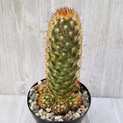 Mammillaria Elongata Copper King - LIVE PLANT • $36.97