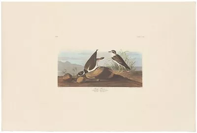 $100 • Buy Audubon Amsterdam Ed Double Elephant Folio Lithograph Pl 330 Ring Plover
