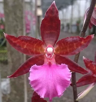 Colmanara Massai 'Pink' BS Orchid Plant 3.5  Pot • $19.99