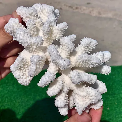 263G Natural White Coral Reef Cluster Ocean Mineral Crystal Specimen • $78