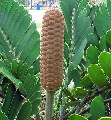 Zamia Furfuracea | Cardboard Palm | Green Plant Of Mystery | 5 Seeds • $7.79