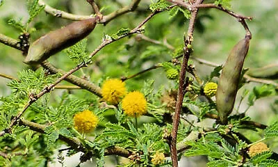 Sweet Acacia Farnesiana Vachellia Farnesiana Yellow Flowers (20+ Seeds) (022B) • $7.15