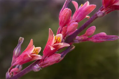 Hesperaloe Parvifolia Yucca Red (1 Plant Vq7-7x7x10) • £21.83