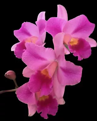 OoN Cattleya Orchid FG5 Tokyo Magic X Why Not 100mmPots • $20