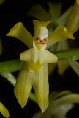 $25 • Buy Orchid Plant Gomesa Crispa