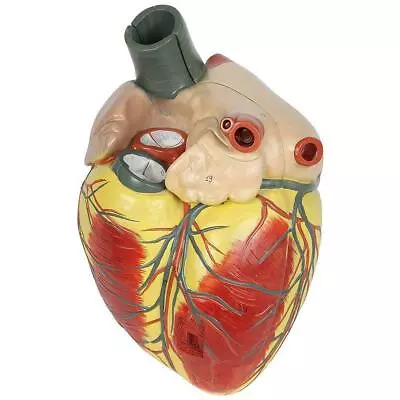 Human Heart Anatomy Medical Anatomical Model Life Size Teaching Anatomy Model US • $32.28