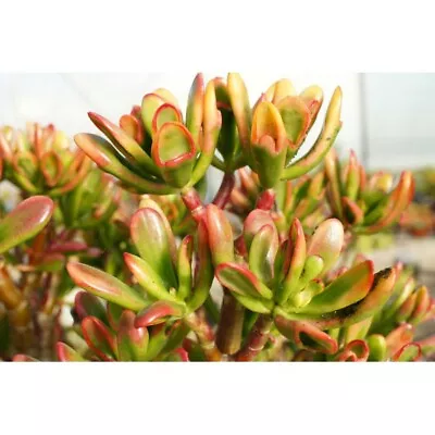 Crassula Jade Ogre Ears Red Horn Tree Plant Huge Succulent Cuttings 4+  • $9