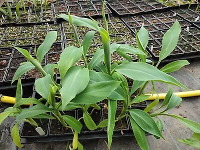 Musa Acuminata Subspecies Microcarpa - 7 Cm Pot Monkey Finger Banana Plug Plant • £6.50