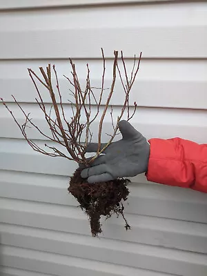 HUGE! Top Hat Dwarf Blueberry -NOT A TINY STARTER PLANT! 2 YR OLD Live Bareroot • $29.99