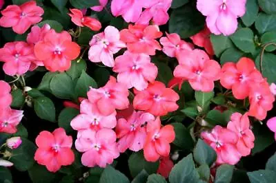 Impatiens 60 Seeds - Mixed Colours Long Lasting Flower Power • £2.89