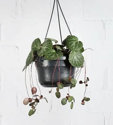 £7.50 • Buy Saxifraga Stolonifera (Strawberry Begonia) Trailing Air Purifying Houseplant