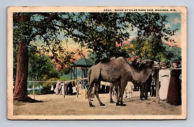 Vilas Park Zoo Camels Madison Wisconsin Postcard • $8.67