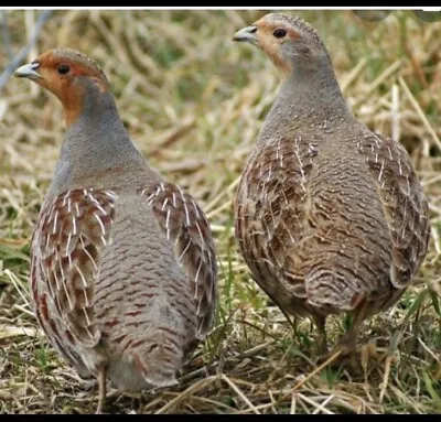 12 English Partridge Hatching Eggs • £17