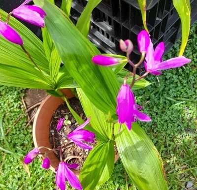 $29.95 • Buy Chinese Ground Orchid Plants , 3 Bletilla Striata Orchids, Delicate Yet Hardy. 