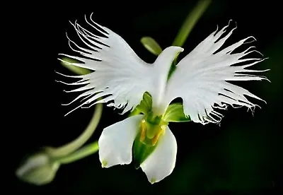 $8.35 • Buy 50pcs WHITE EGRET ORCHID FLOWER Habenaria Radiata Viable Seeds Plant Seeds