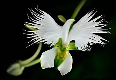 $8.35 • Buy 50pcs WHITE EGRET ORCHID FLOWER Habenaria Radiata Viable Seeds Plant Seeds