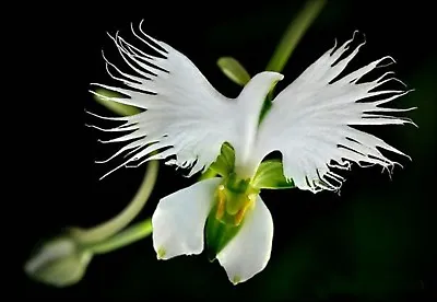 WHITE EGRET ORCHID FLOWER Habenaria Radiata  Viable Seeds UK Stock • £2.59