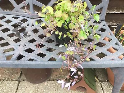 £2.99 • Buy Campanula Poscharskyana - Trailing Bellflower, 11 X 15cmCm Pot Spreading Purple.