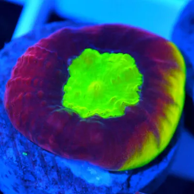 Corals Of Eden   Live Coral Frag ~ Rainbow Dragon Soul Favia Coral • $19.99