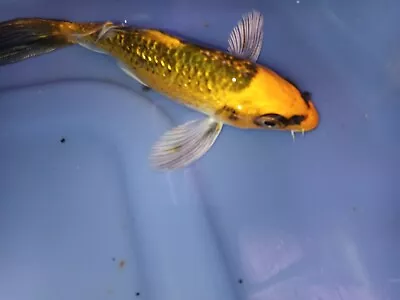 Matsuba Butterfly Koi Fish 4  Inch • $50