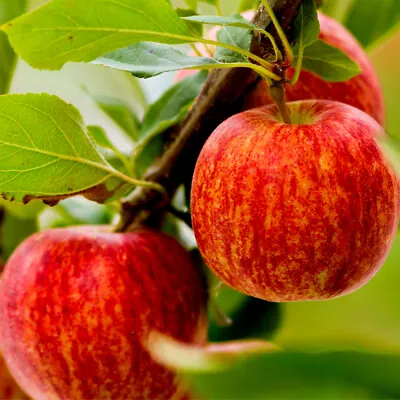 £24.99 • Buy Gala Apple Tree 4-5ft Tall, Self-Fertile, Sweet Flavour, Good For Juice