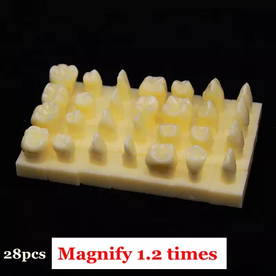 28pcs Dental Teeth Study Teaching Model Tooth Grain Monochromatic Teeth In Vitro • $47.40