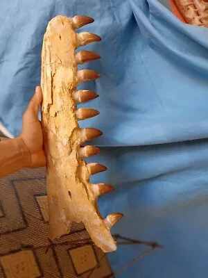 Prehistoric Massive  Mosasaur Fossil Jaw Is Very Rare In Good Condition • $850