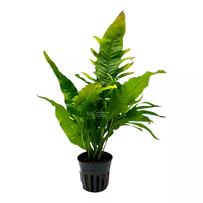 Java Fern Sunrise | Aquarium Plants Factory® • $19.99