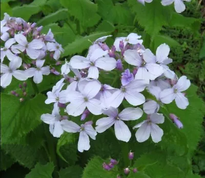 30+ Perennial Honesty Seeds - Lunaria Rediviva - Fragrant Lilac-White Blooms • $5