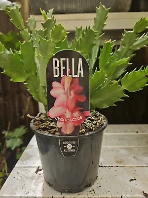 Zygo Cactus ❤️ “BELLA  In 125mm POTS” ❤️ Established Plants • $12