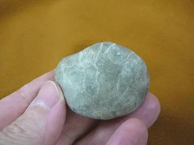 (F831-213) 1-3/4  Unpolished Petoskey Stone ANCIENT Coral Specimen MI State Rock • $15.99