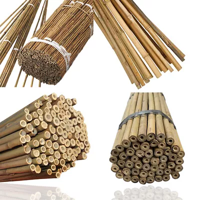 Professional Strong Thick Bamboo Canes Plant Support Pole Garden Stakes Cane • £17.79