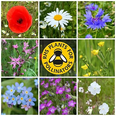 Pick N Mix WILDFLOWER SEEDS British Meadow Flowers Grow Wild UK Garden Gift Box • £1.95