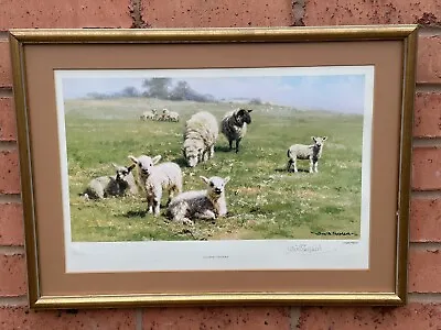 David Shepherd Limited Edition Signed Framed Print COUNTRY COUSINS 328/850 Sheep • £50