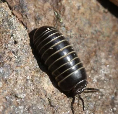 10x Glomeris Marginata Pill Millipedes • £25.99