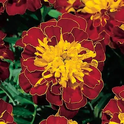 Marigold Dwarf Tagetes Boy Spry 0.75 Gram ~ Approx 255 Finest Seeds • £2.29