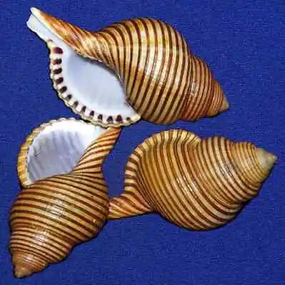 Cymatium Succincta Seashell (50mm.-56mm.) (2 -2-1/4 ) (1 Shell) • $8.82