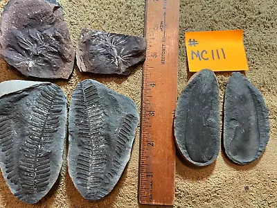 Mazon Creek Fossils !!   Lot Of 3 Pairs Of Plants !!   See Photos !! #MC111 • $36