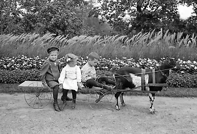 1900-1910 Kids On A Goat Cart Rochester Vintage/ Old Photo 13  X 19   Reprint • $21.19