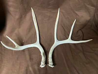 MATCHED 3x4 SET Mule Deer CUT OFF Antlers Euro Mount Shed Horn Elk Whitetail • $27.99