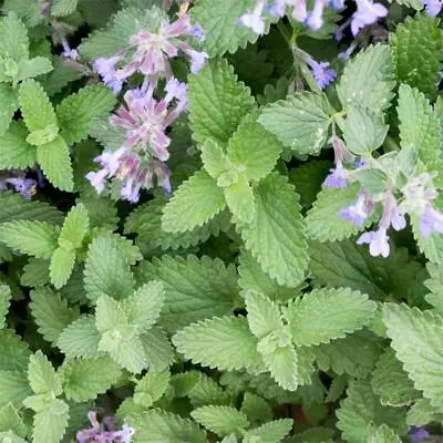 Catnip / Cat Mint / Nepeta Cataria Seeds -  Finest Quality UK Herb Seeds • £2.25