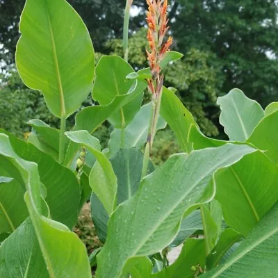 Canna Tuerckheimii  5 SEEDS .FRESH VIABLE SEEDS OF THIS TROPICAL EXOTIC PLANT • £3.95