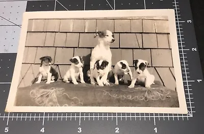 1930s Momma Dog W/ Puppies PET White & Black Vintage Snapshot PHOTO • $14.95