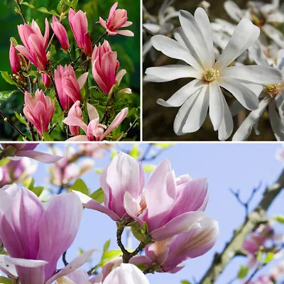 Magnolia Tree Collection - Set Of 3 Varieties In 9cm Pots • £22.99