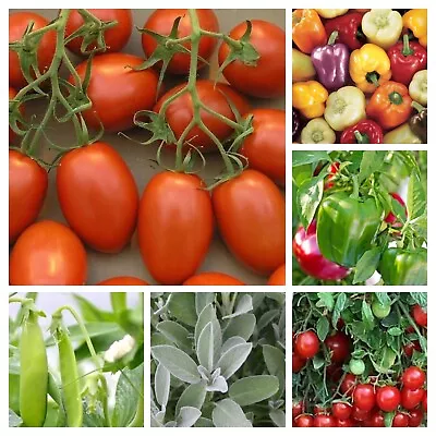 15 Pack Lot - Tomato & Companion Seed Lot - Tomato Peppers Lettuce  And More! • $12.25