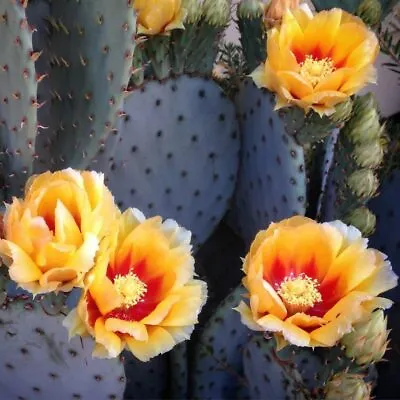 £14.95 • Buy Opuntia Macrocentra. 'The Purple Prickly Pear'. Supplied In A 11cm Pot.
