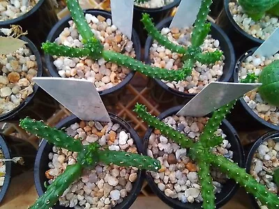 Euphorbia Inermis - Succulent Plants. • $15