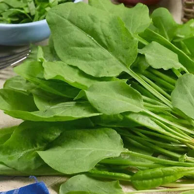 £2.99 • Buy Herb - Sorrel Large French (Rumex Acetosa) - 1000 Seeds - Free UK P+P