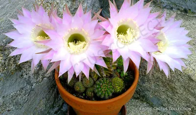 RARE ECHINOPSIS MULTIPLEX Oxygona Exotic Easter Lily Cactus Seed Cacti 20 SEEDS • £8.75