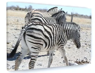 Zebra Africa Animals Canvas Picture Print Wall Art Framed 20 X30  • £24.95